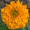 Orange Marigold Annual Flower Blooming