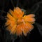 Orange marigold bloom covered by first winter frost