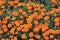 Orange marigold blooming in flowerbed