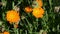 Orange marigold calendula herb bloom. alternative medicine