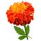 Orange marigold flower