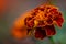 Orange Marigold flower are blooming in the garden with blurred natural background. blurring