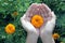 Orange marigold flower in on open hands. Marigold flowers garden with young woman hand holding a flower. Love care and acceptance.