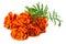 Orange Marigold flower Tagetes erecta, Mexican marigold, Aztec marigold, African marigold Tagetes erecta flower isolated