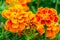Orange marigold in flowerbed in summer city park.