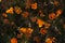 Orange marigold flowers on autumn season