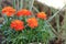 Orange Marigold flowers in a garden.