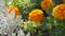 Orange Marigold flowers in a spring garden.