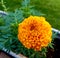 Orange marigold in garden