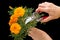 Orange Marigold and garden pruner in hand