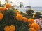 Orange Marigold plant with the cruise ship