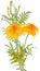 Orange Marigold (Tagetes) Flowers with Buds