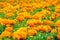 Orange marigolds