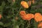 Orange Marigolds, Calendula flowers in flowerbed background with copy space