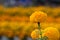 Orange Marigolds flower fields