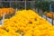 Orange Marigolds flower fields