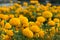 Orange Marigolds flower fields