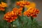 Orange marigolds on the street in autumn.