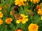 Orange marigolds and the urticaria butterfly