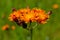 Orange meadow flower - close-up