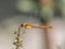 Orange Meadowhawk Dragonfly Going for a Snack