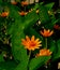 Orange Melampodium flowers bloom in the garden