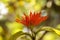 Orange Mexican honeysuckle Justicia sidicaro flower