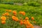 Orange mexican marigolds, Tagetes flower