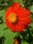 Orange mexican sunflower Tithonia