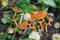 Orange milkcap Lactarius auranticus mushroom in forest