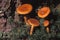 Orange Milkcap, lactarius auriantofulvus