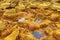 Orange Mineral Formations and Puddles at Rio Tinto