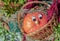 Orange miniature pumpkin with eyes in a rattan basket