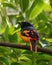 Orange Minivet Pericrocotus flammeus observed in Munnar