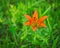 Orange Minnesota Wild Tiger Lily or wood lily blooming in forest