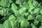 Orange Mint Leaves Close-Up