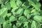 Orange Mint Leaves Close-Up