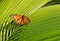 orange monarch Butterfly