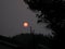 Orange moon in a dark sky between the trees