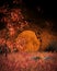 Orange Moon landscape