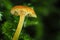 The Orange Mosscap (Rickenella fibula) is an inedible mushroom