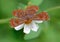Orange moth on flower