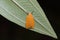 Orange moth on green leaf