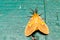 Orange moth on wall