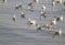 Orange mouth and black tail from group of white seagull background soft focus floating