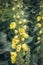 Orange mullein in garden