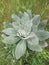 Orange mullein plant in bakyard