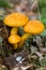 Orange mushroom