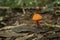 Orange mushroom.