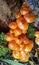 Orange mushroom 9